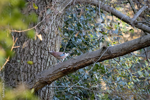 Wallpaper Mural Inquisitive and alert Eurasian Jay (Garrulus glandarius) lperched in a tree Torontodigital.ca
