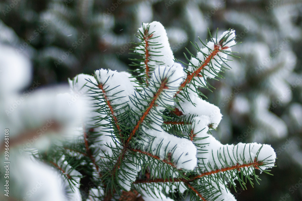 spruce branches in snow closeup, winter forest background