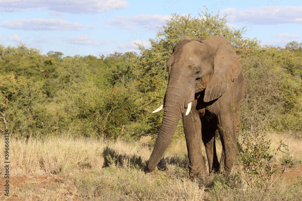 Afrikanischer Elefant / African elephant / Loxodonta africana Afrikanischer Elefant / African elephant / Loxodonta africana