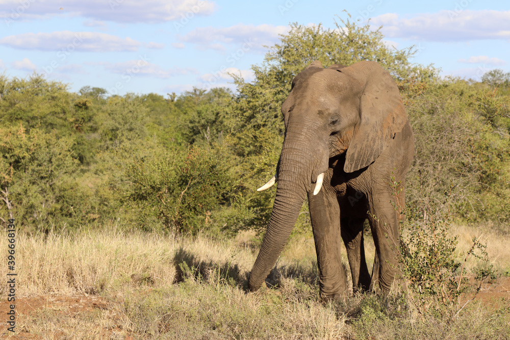 Afrikanischer Elefant / African elephant / Loxodonta africana