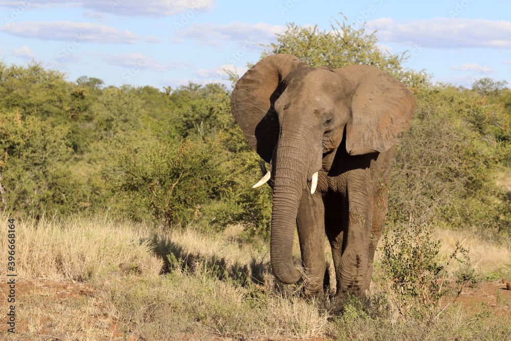 Afrikanischer Elefant / African elephant / Loxodonta africana Afrikanischer Elefant / African elephant / Loxodonta africana
