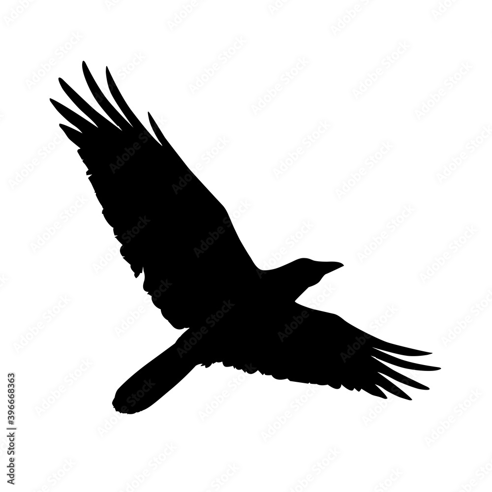 Silhouette of a flying crow. Vector illustration of raven silhouette Silhouette of a flying crow. Vector illustration of raven silhouette