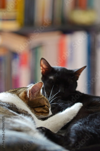 Two cats playing, cleaning and interacting at home