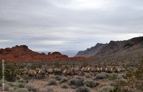 A herd of bighorn sheep on the road to the Valley of Fire, Nevada, US