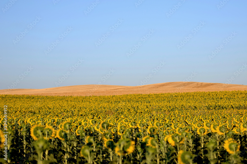 Sunflower fields in Spain