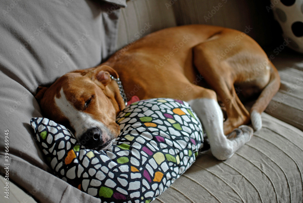 Obraz premium Brown dog sleeping on the sofa