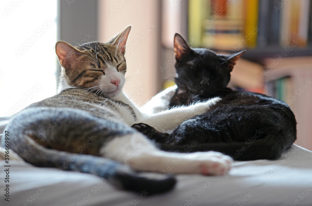 Two cats playing, cleaning and interacting at home