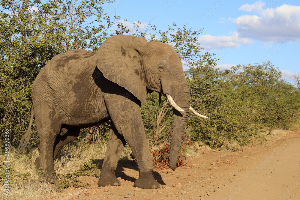 Afrikanischer Elefant / African elephant / Loxodonta africana Afrikanischer Elefant / African elephant / Loxodonta africana