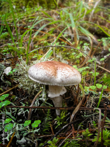 Mushroom in sunbeam on forest floor