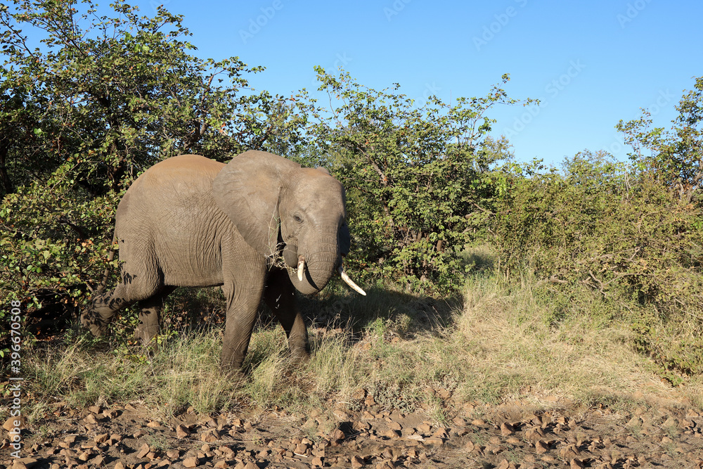 Afrikanischer Elefant / African elephant / Loxodonta africana. Afrikanischer Elefant / African elephant / Loxodonta africana.
