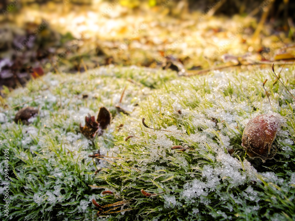 Frosty forest floor macro Frosty forest floor macro