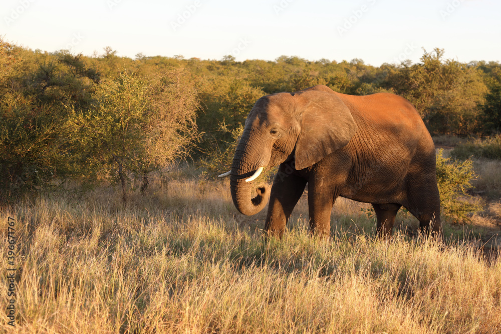 Fototapeta premium Afrikanischer Elefant / African elephant / Loxodonta africana