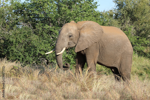 Afrikanischer Elefant   African elephant   Loxodonta africana