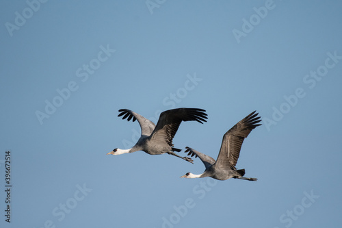 Pair of hooded cranes flying with back of blue sky © 雅文 大石