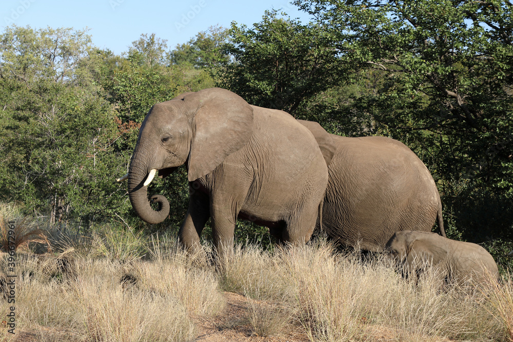Fototapeta premium Afrikanischer Elefant / African elephant / Loxodonta africana.