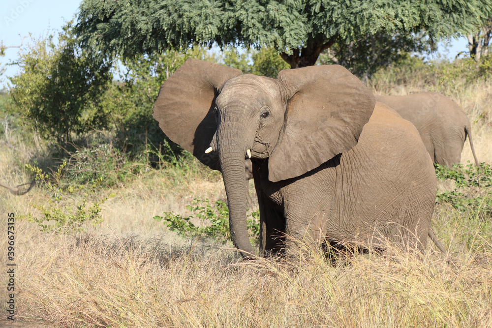 Afrikanischer Elefant / African elephant / Loxodonta africana. Afrikanischer Elefant / African elephant / Loxodonta africana.