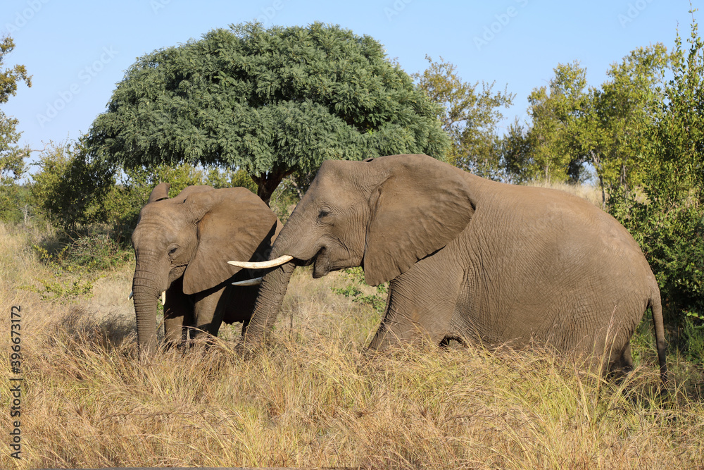 Fototapeta premium Afrikanischer Elefant / African elephant / Loxodonta africana.