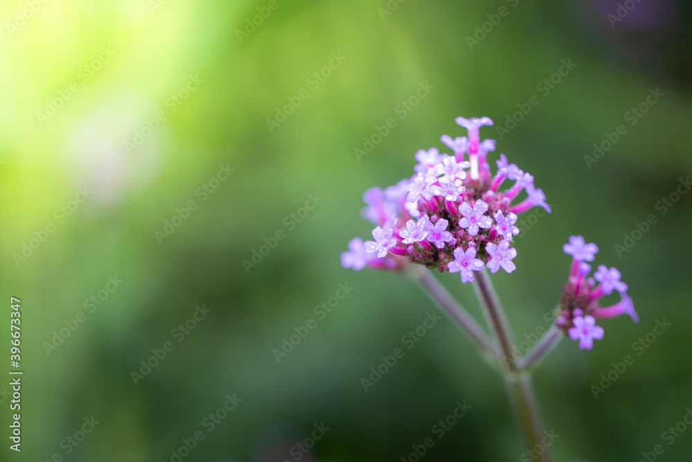 The background image of the colorful flowers