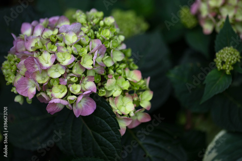 Macro of a Bold pink Bloomstruck big leaf hydrangea macrophylla bloom with hints of yellow within the bloom. 
 photo