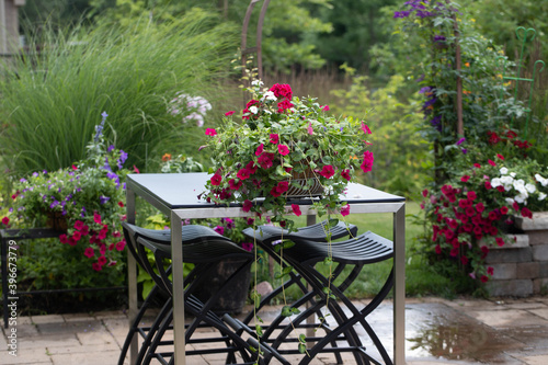 Fototapeta Naklejka Na Ścianę i Meble -  Charming basket of white vincas, red geraniums and red super petunias on a cobalt blue patio table with a stainless steel base in a country garden with arbor in the background  with climbing clematis.