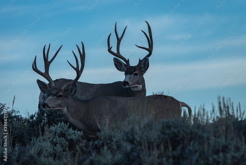 Obraz premium two mule deer bucks browsing in sagebrush at dawn 