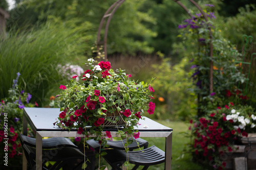 Fototapeta Naklejka Na Ścianę i Meble -  Charming basket of white vincas, red geraniums and red super petunias on a cobalt blue patio table with a stainless steel base in a country garden with arbor in the background  with climbing clematis.