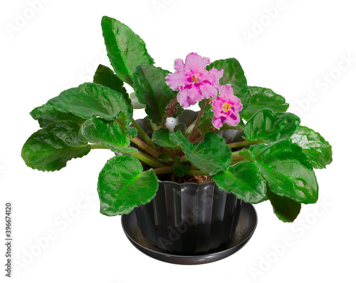 indoor flower violet of the variety Green Lace (Fisher) in a pot isolated on white background