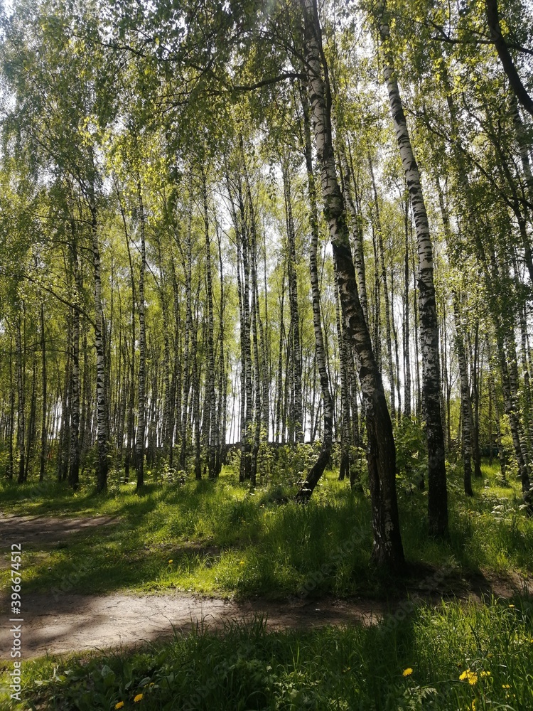 Obraz premium trees in the forest