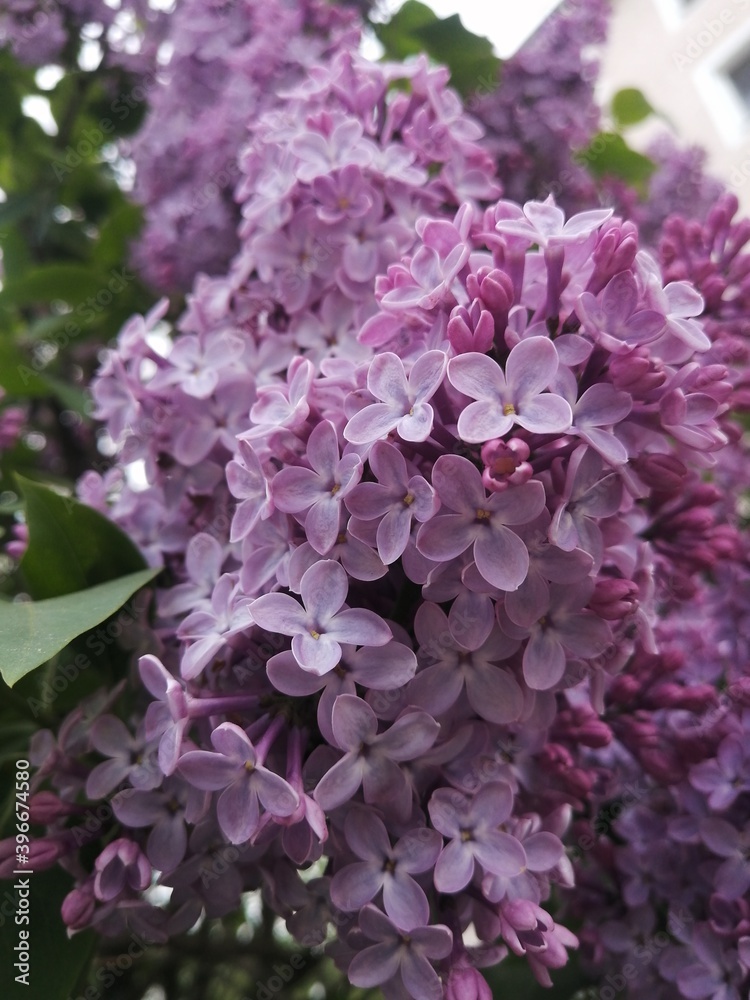flowers flowers