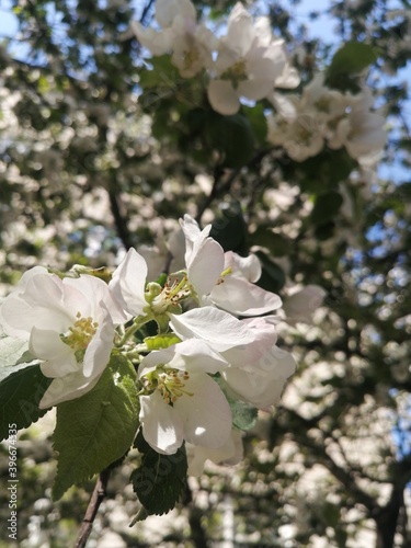 apple tree blossom