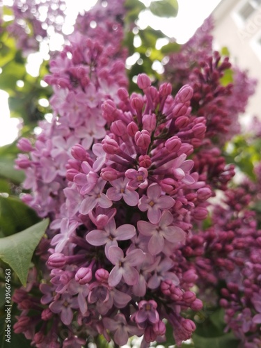 pink flowers