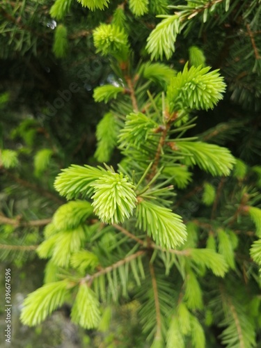 pine needles