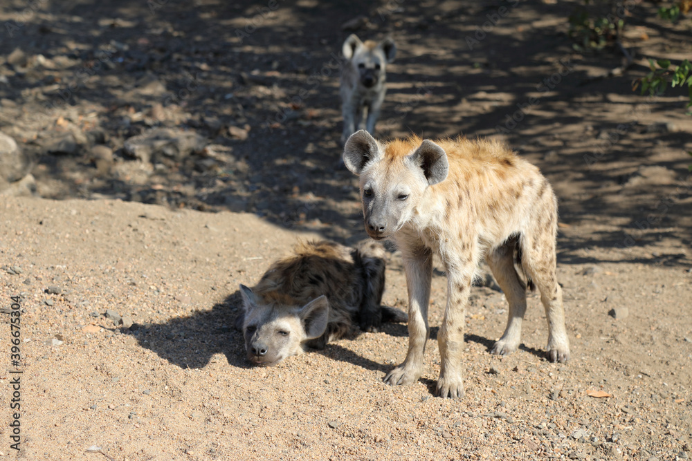 Tüpfelhyäne / Spotted Hyaena / Crocuta crocuta. Tüpfelhyäne / Spotted Hyaena / Crocuta crocuta.