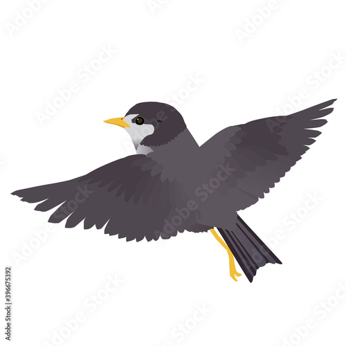 かわいい野鳥ムクドリが羽ばたくベクターイラスト