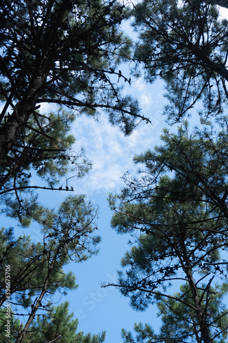 Set of trees with partially cloudy blue sky