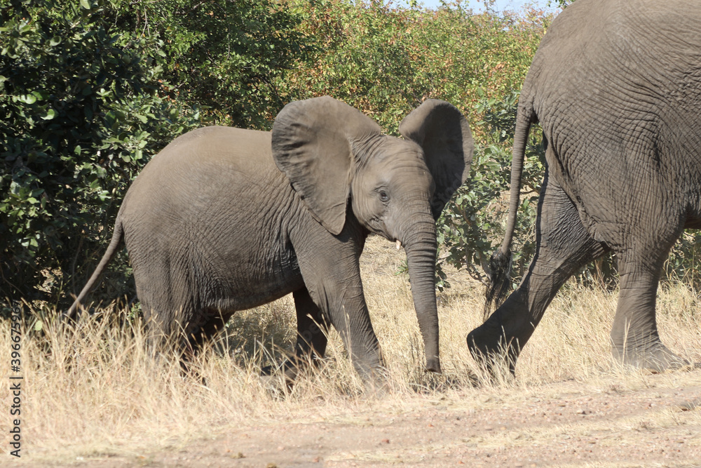 Fototapeta premium Afrikanischer Elefant / African elephant / Loxodonta africana.