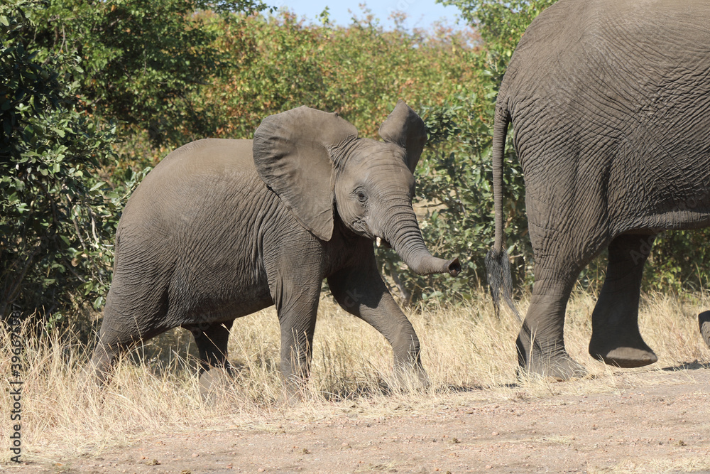 Fototapeta premium Afrikanischer Elefant / African elephant / Loxodonta africana.
