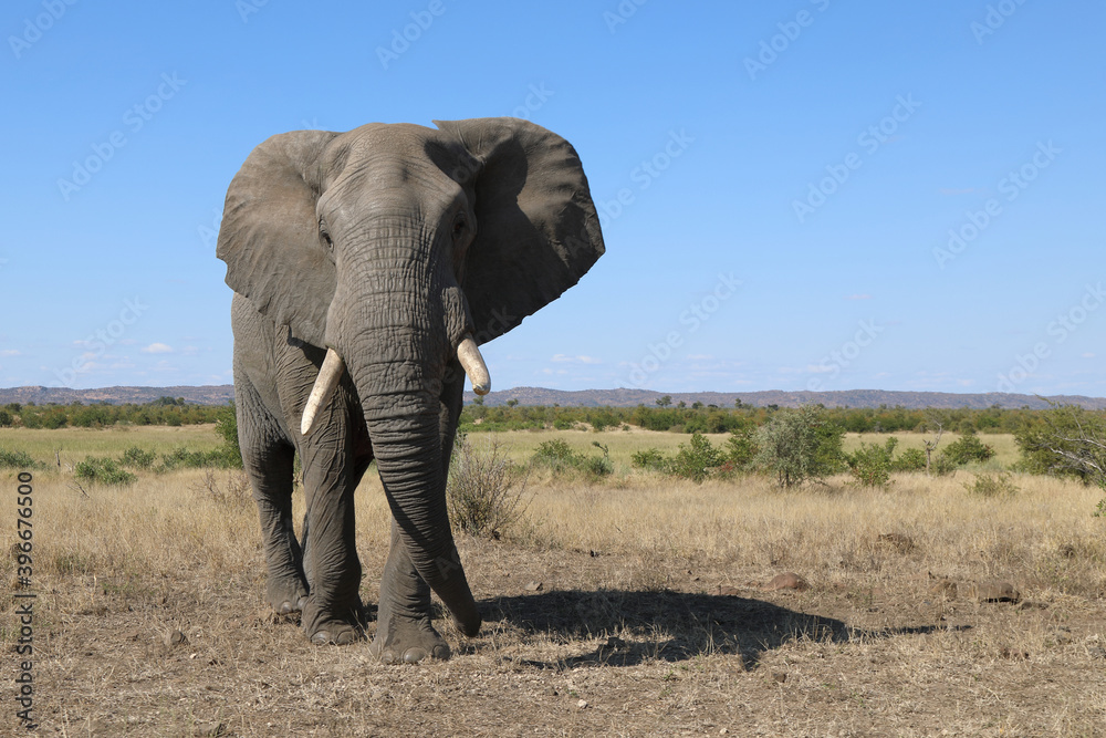 Obraz premium Afrikanischer Elefant / African elephant / Loxodonta africana
