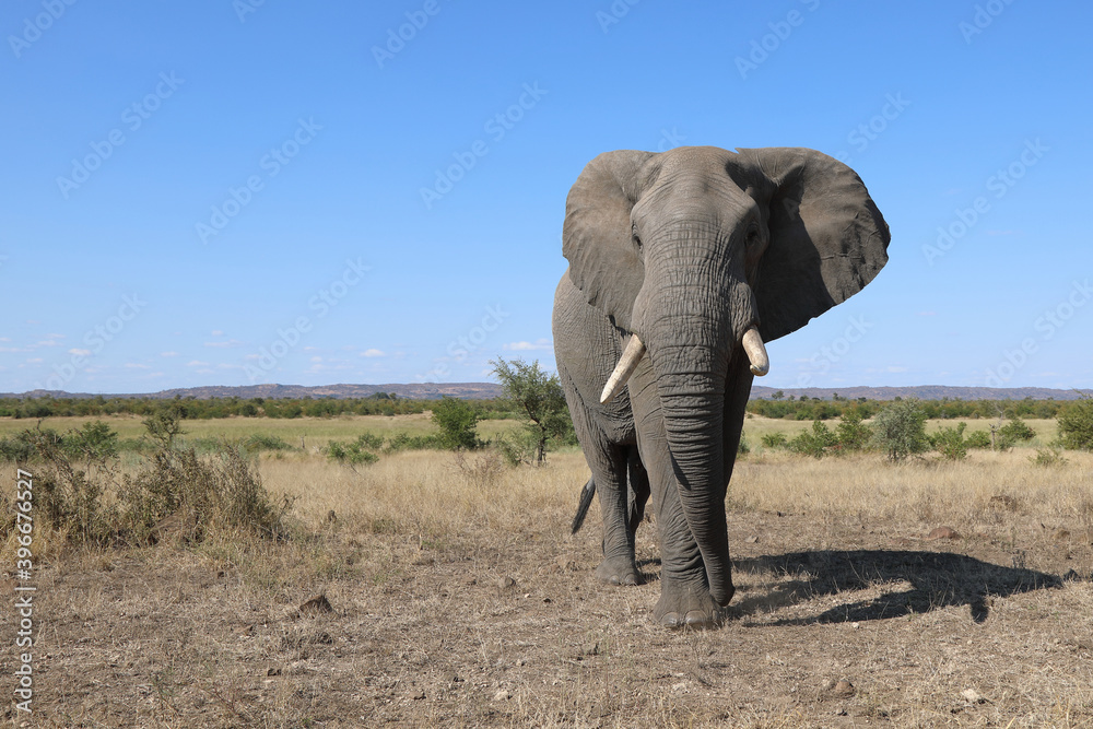 Obraz premium Afrikanischer Elefant / African elephant / Loxodonta africana