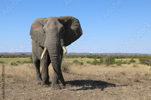 Afrikanischer Elefant   African elephant   Loxodonta africana