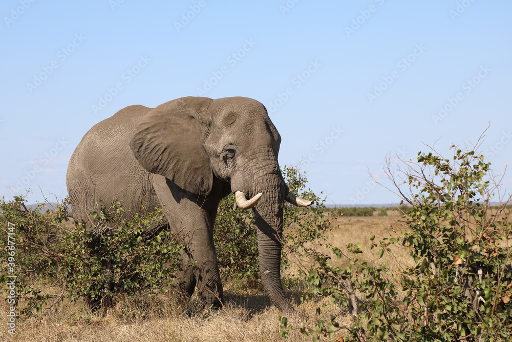 Afrikanischer Elefant / African elephant / Loxodonta africana Afrikanischer Elefant / African elephant / Loxodonta africana