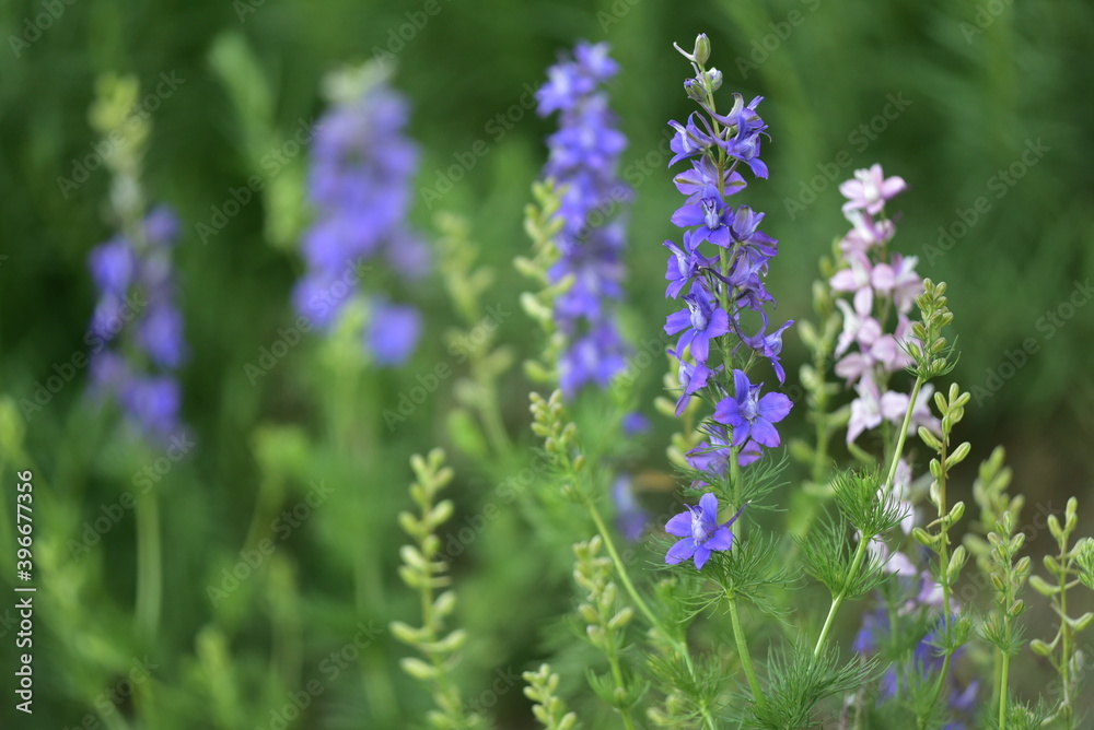 Fototapeta premium Delphinium Einjaehriger Rittersporn