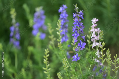 Delphinium Einjaehriger Rittersporn