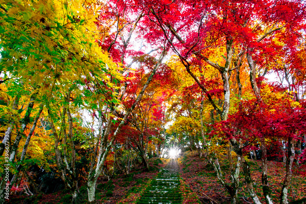 Naklejka premium 御霊もみじ