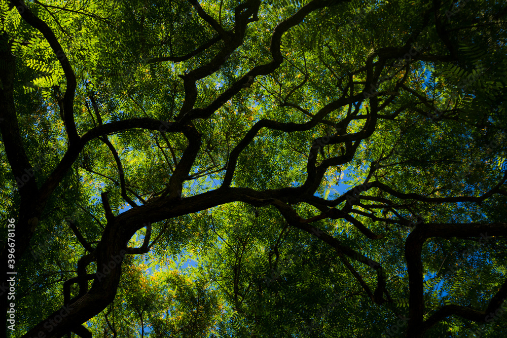 Trees in a blue sky