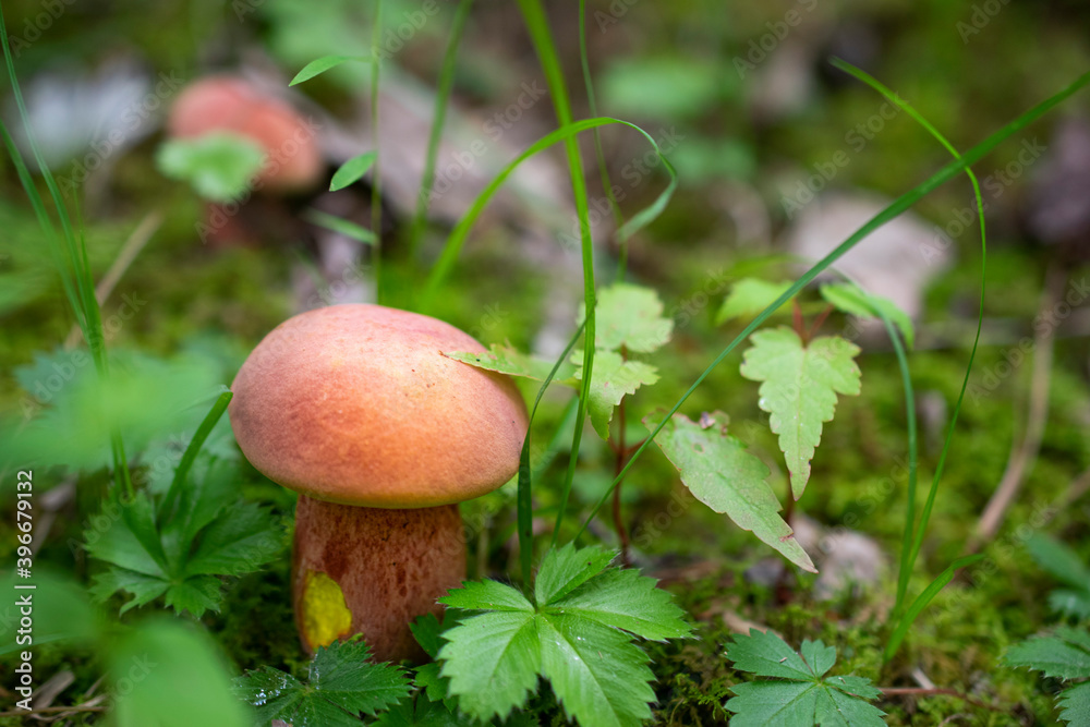 Little orange mushroom in a green leaf bundle. Little orange mushroom in a green leaf bundle.