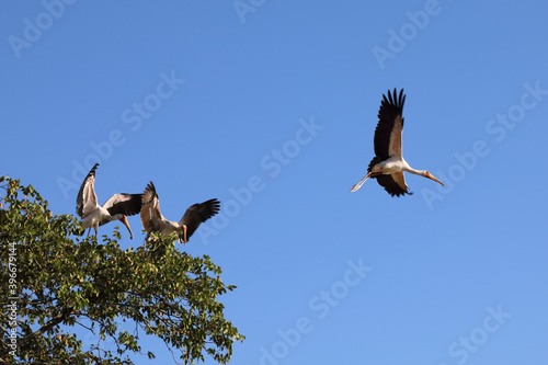 Nimmersatt / Yellow-billed stork / Mycteria ibis..