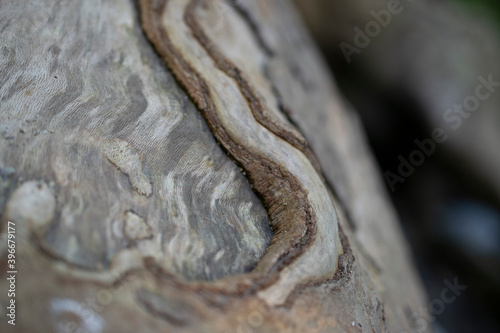 wooden knot hole in a tree in the smokys