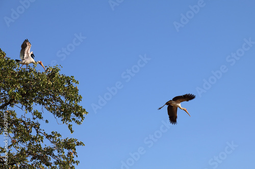 Nimmersatt / Yellow-billed stork / Mycteria ibis.