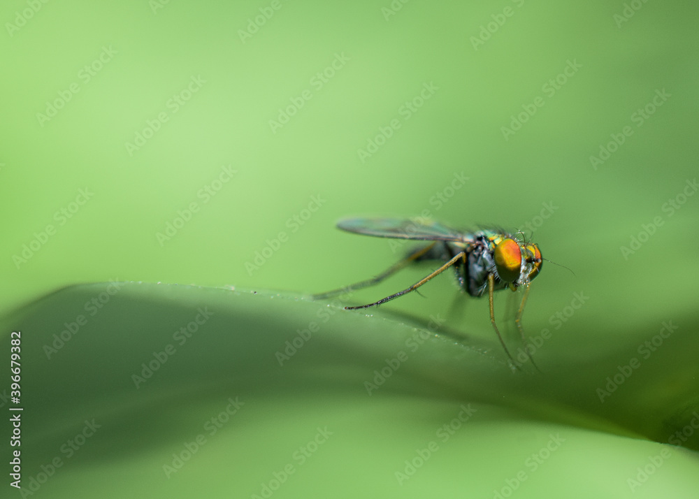 Macro photo of a fly on a green background with orange eyes Macro photo of a fly on a green background with orange eyes